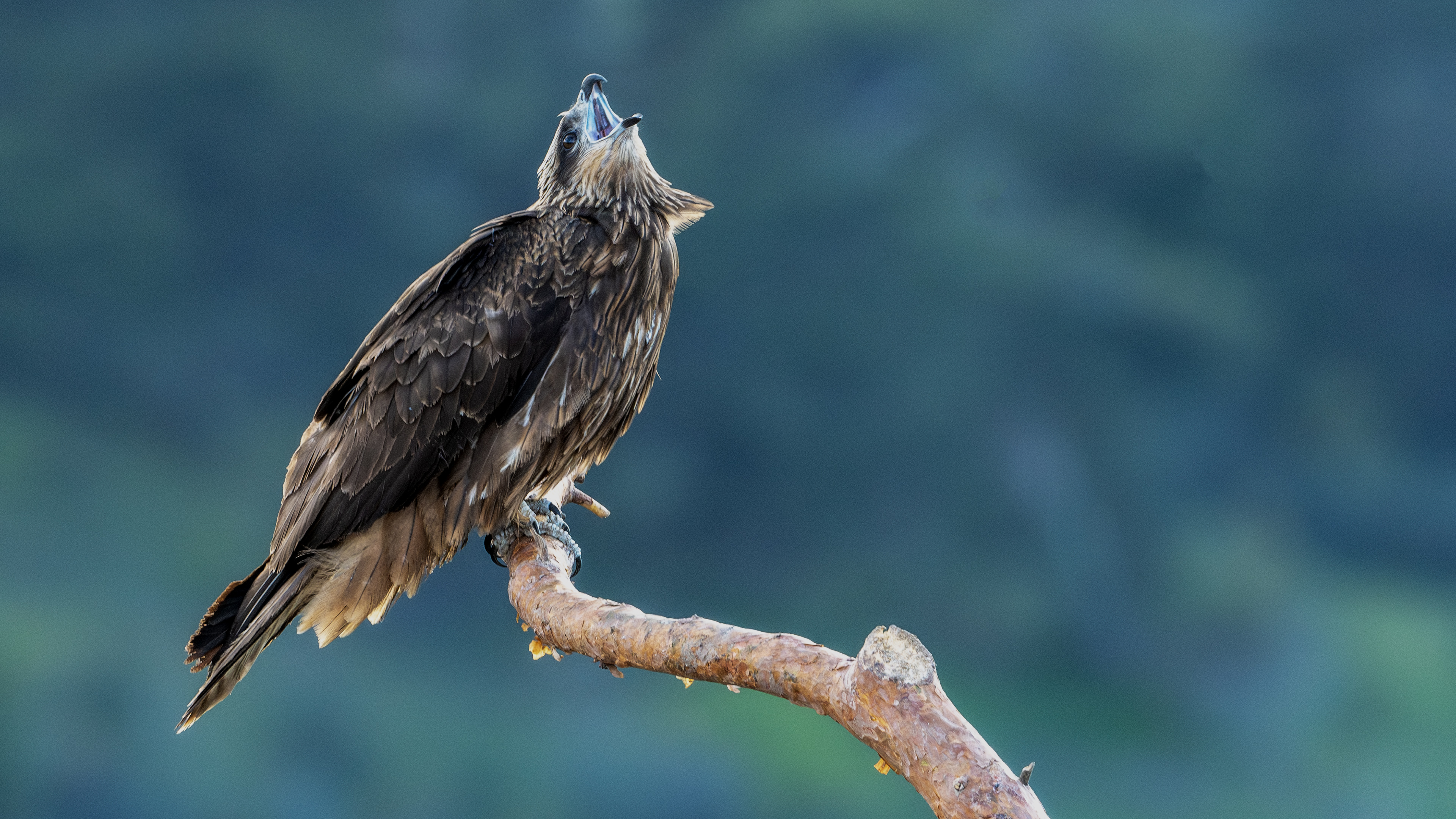 Black Kite